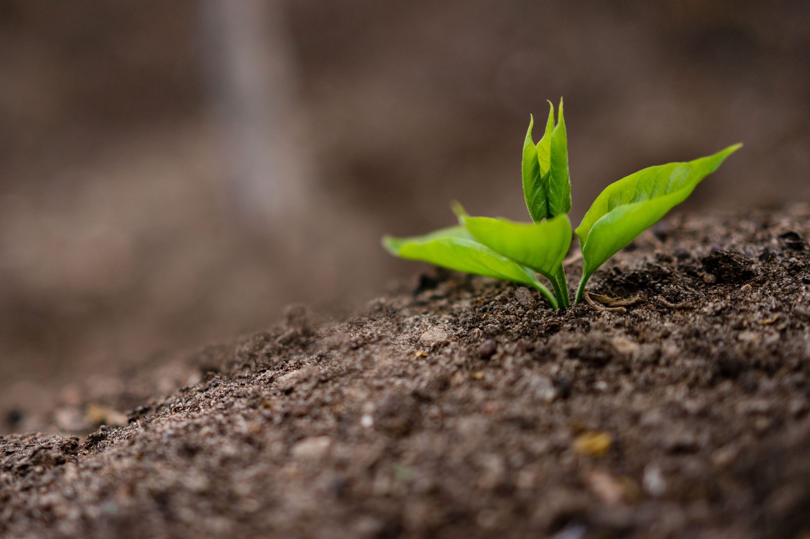 Seedling sprouting from nutrient-rich topsoil delivered in Norwich, NY