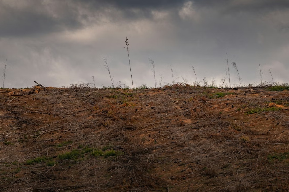 Land clearing excavation project in Norwich, NY